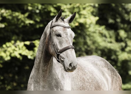 German Sport Horse, Gelding, 4 years, 16,1 hh, Grey