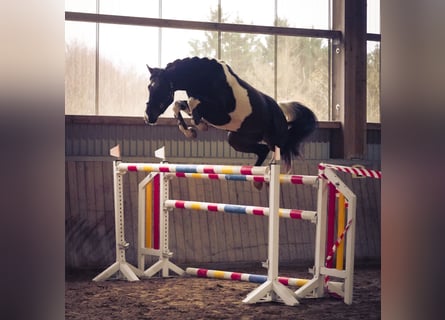 German Sport Horse, Gelding, 4 years, 16,1 hh, Pinto