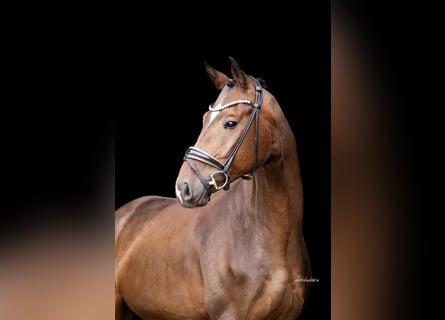 German Sport Horse, Gelding, 4 years, 16,2 hh, Bay-Dark