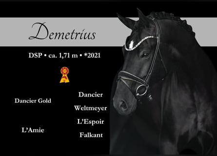 German Sport Horse, Gelding, 4 years, 16,2 hh, Black