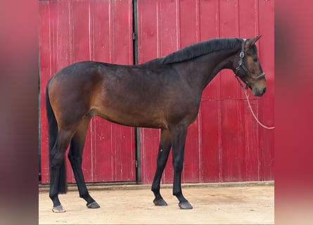 German Sport Horse, Gelding, 4 years, 16,2 hh, Brown