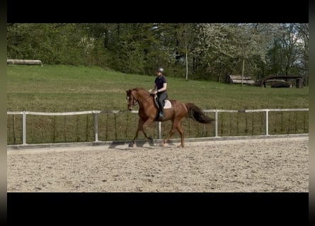 German Sport Horse, Gelding, 4 years, 16,2 hh, Chestnut-Red