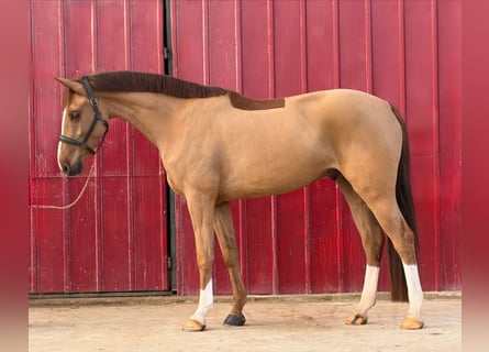 German Sport Horse, Gelding, 4 years, 16,2 hh, Chestnut-Red