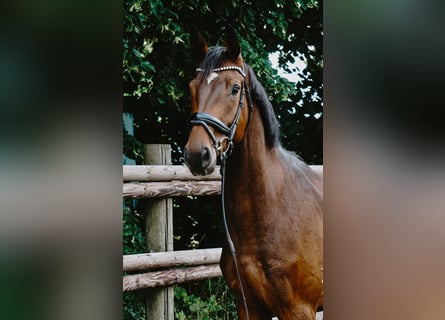 German Sport Horse, Gelding, 4 years, 16,3 hh, Bay-Dark