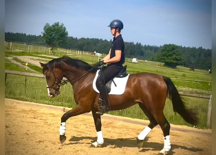 German Sport Horse, Gelding, 4 years, 16,3 hh, Brown