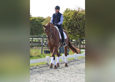 German Sport Horse, Gelding, 4 years, 17.1 hh, Chestnut-Red