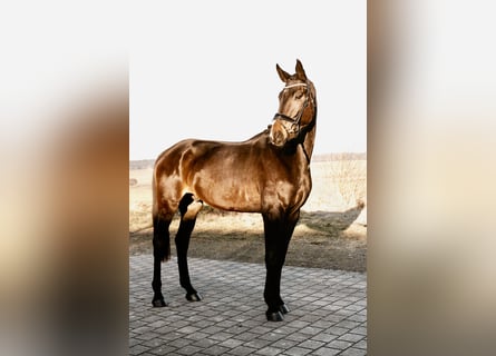 German Sport Horse, Gelding, 4 years, 17,1 hh