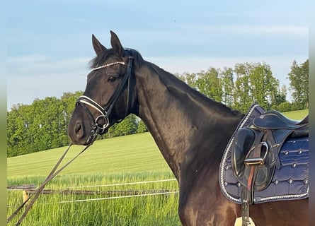 German Sport Horse, Gelding, 4 years, 17.1 hh, Smoky-Black