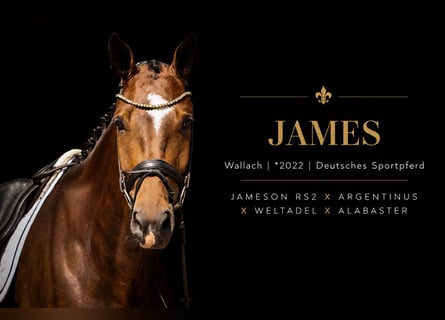 German Sport Horse, Gelding, 4 years, 17.2 hh, Bay-Dark