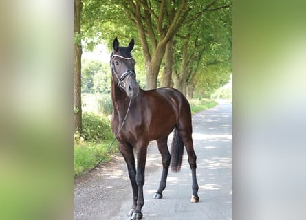 German Sport Horse, Gelding, 4 years, 17 hh, Bay-Dark
