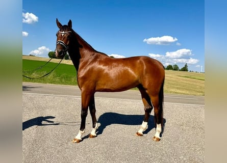 German Sport Horse, Gelding, 4 years, 17 hh, Brown