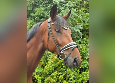 German Sport Horse, Gelding, 4 years, 17 hh, Brown