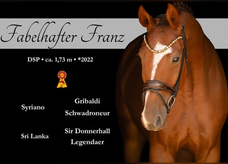 German Sport Horse, Gelding, 4 years, 17 hh, Chestnut