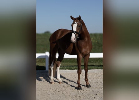German Sport Horse, Gelding, 4 years, 17 hh, Chestnut-Red