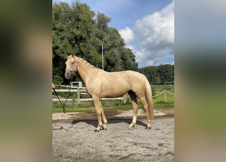 German Sport Horse, Gelding, 4 years, 17 hh, Palomino