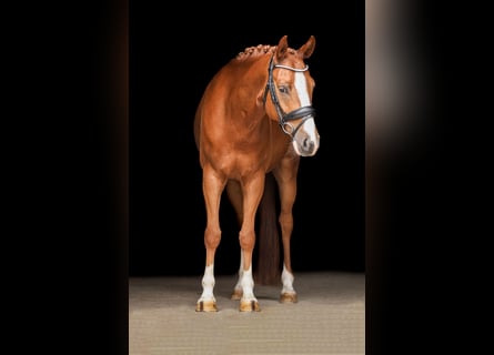 German Sport Horse, Gelding, 5 years, 14,1 hh, Chestnut-Red