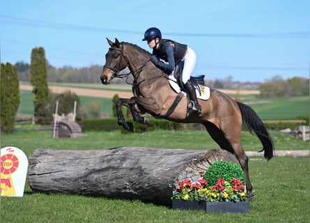 German Sport Horse, Gelding, 5 years, 15.3 hh, Brown