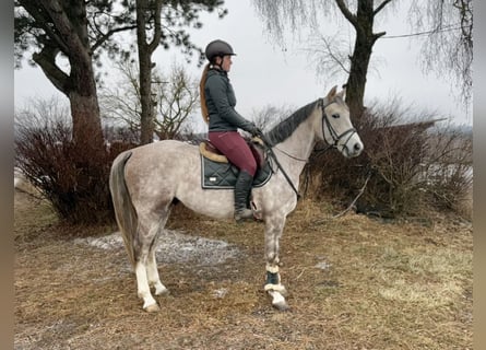 German Sport Horse, Gelding, 5 years, 15,2 hh, Grey-Dapple