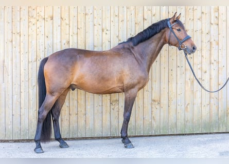 German Sport Horse, Gelding, 5 years, 15,3 hh, Brown