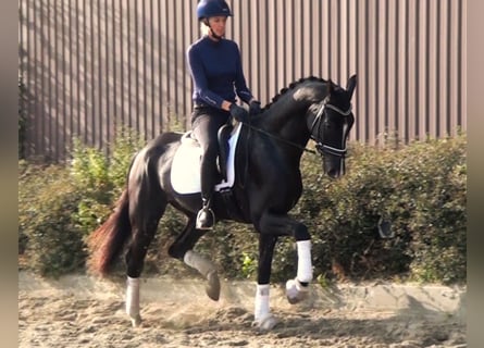 German Sport Horse, Gelding, 5 years, 16.1 hh, Black