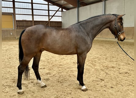 German Sport Horse, Gelding, 5 years, 16.1 hh, Brown