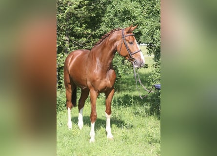 German Sport Horse, Gelding, 5 years, 16.1 hh, Chestnut-Red