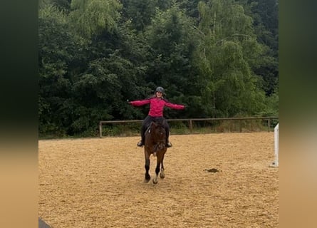 German Sport Horse, Gelding, 5 years, 16.2 hh, Bay-Dark