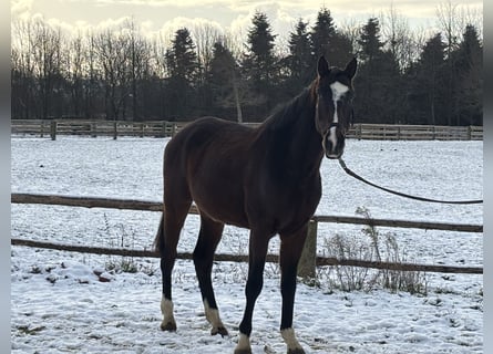 German Sport Horse, Gelding, 5 years, 16.2 hh, Bay-Dark