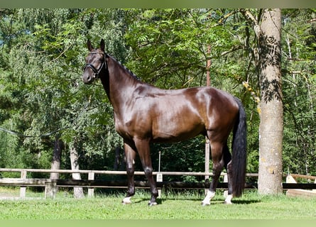 German Sport Horse, Gelding, 5 years, 16.2 hh, Black