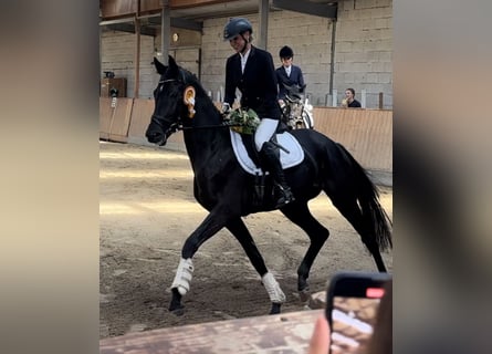 German Sport Horse, Gelding, 5 years, 16.2 hh, Black