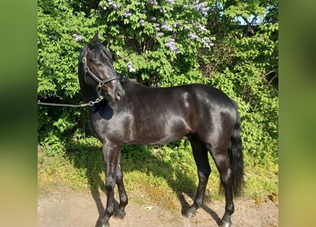 German Sport Horse, Gelding, 5 years, 16.2 hh, Black