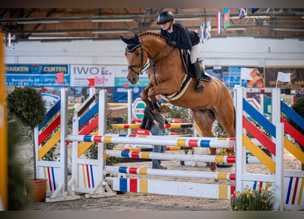 German Sport Horse, Gelding, 5 years, 16.2 hh, Chestnut-Red