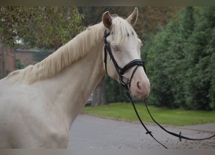 German Sport Horse, Gelding, 5 years, 16.2 hh, Cremello