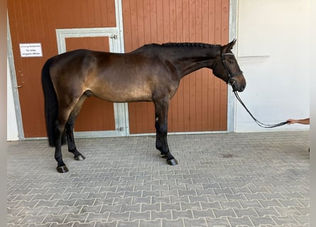 German Sport Horse, Gelding, 5 years, 16,2 hh, Smoky-Black