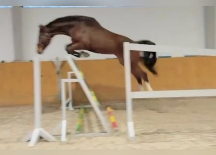 German Sport Horse, Gelding, 5 years, 16,3 hh, Bay