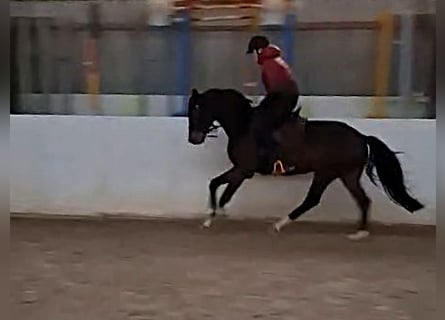German Sport Horse, Gelding, 5 years, 16 hh, Bay-Dark