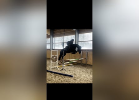 German Sport Horse, Gelding, 5 years, 16 hh, Black