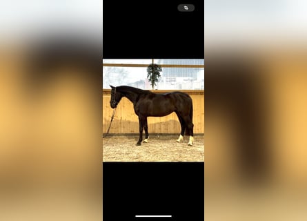 German Sport Horse, Gelding, 5 years, 16 hh, Black