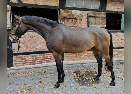 German Sport Horse, Gelding, 5 years, 16 hh, Brown