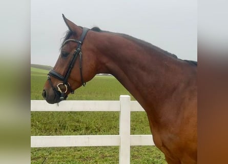 German Sport Horse, Gelding, 5 years, 16 hh, Brown