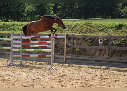 German Sport Horse, Gelding, 5 years, 16 hh, Brown