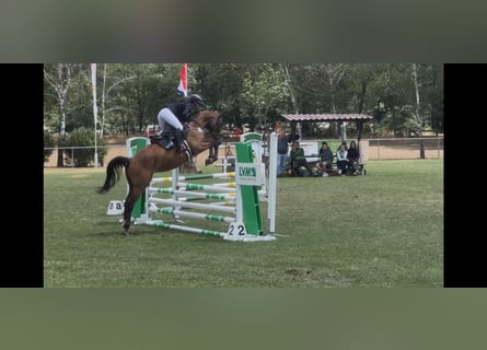 German Sport Horse, Gelding, 5 years, 16 hh, Brown