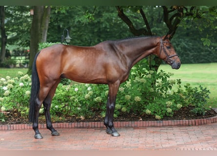 German Sport Horse, Gelding, 5 years, 16 hh, Brown