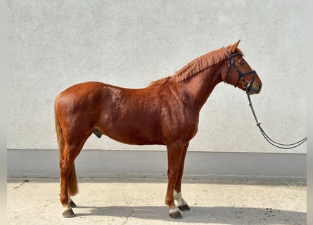 German Sport Horse, Gelding, 5 years, 16 hh, Chestnut-Red