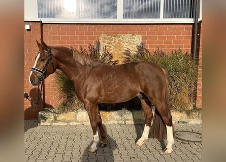 German Sport Horse, Gelding, 5 years, 16 hh, Chestnut-Red