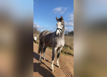 German Sport Horse, Gelding, 5 years, 16 hh, Gray