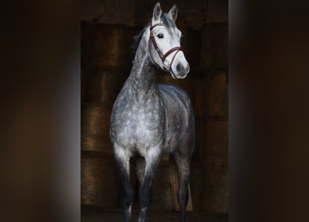 German Sport Horse, Gelding, 5 years, 16 hh, Grey