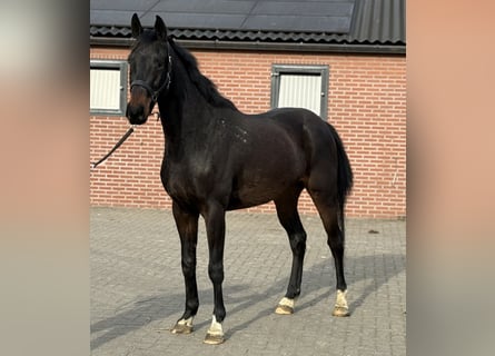 German Sport Horse, Gelding, 5 years, 16 hh, Smoky-Black