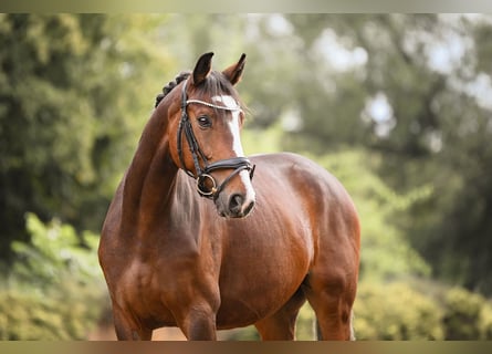 German Sport Horse, Gelding, 5 years, 16,1 hh, Brown