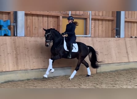 German Sport Horse, Gelding, 5 years, 16,1 hh, Brown